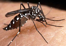 aedes_6